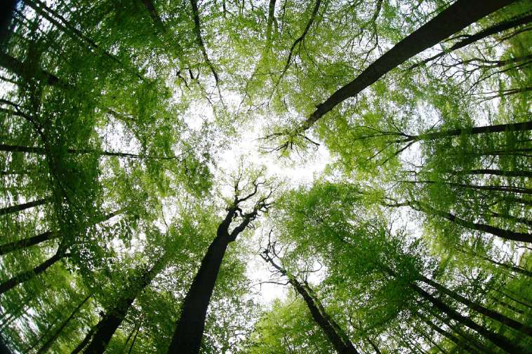 Forest in Belgium