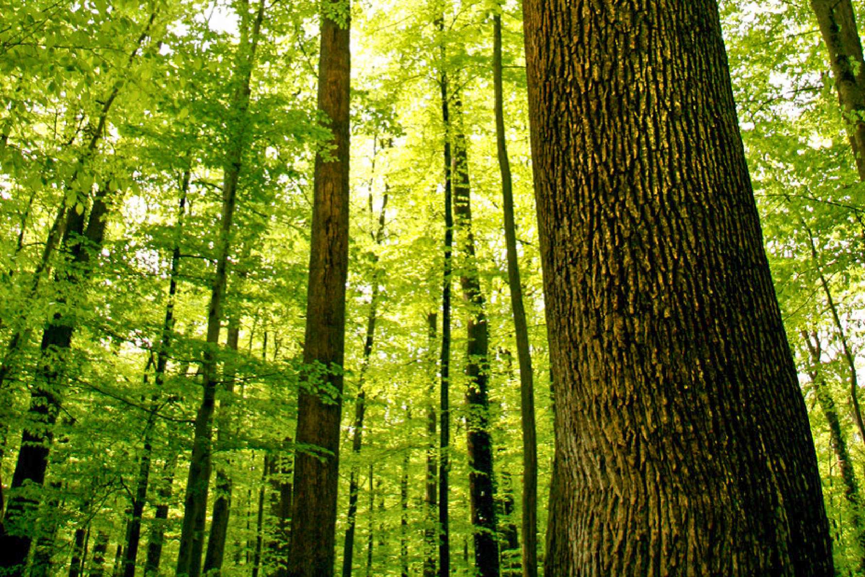 Forest in Belgium